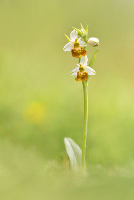 Gelbe Hummelragwurz flavescens