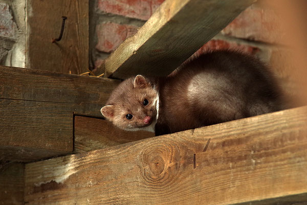 Steinmarder im Otterpark Hankensbüttel