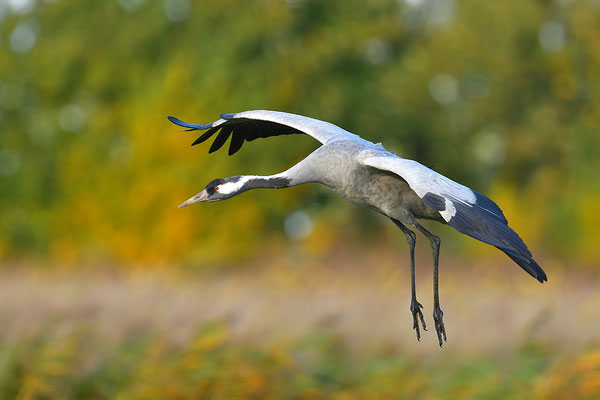 Kranich Im Flug