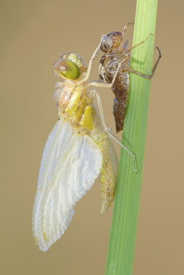 Heidelibelle Schlupf