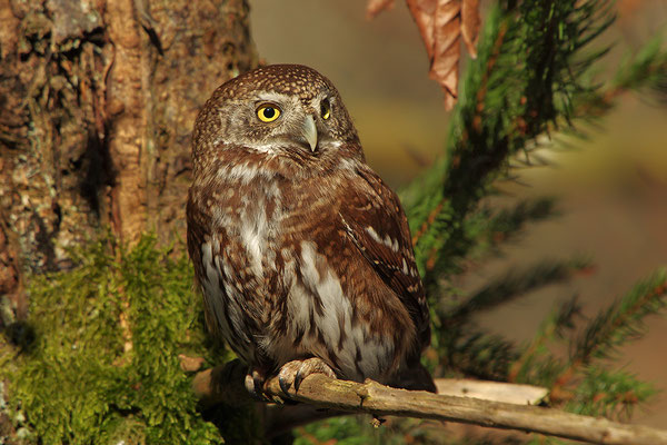 Sperlingskauz, Nationalpark Bayrischer Wald Tierfreigelände Neuschönau
