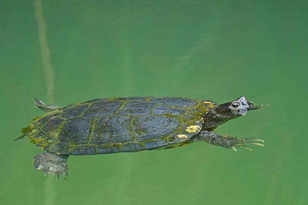 Schmuckschildkröte