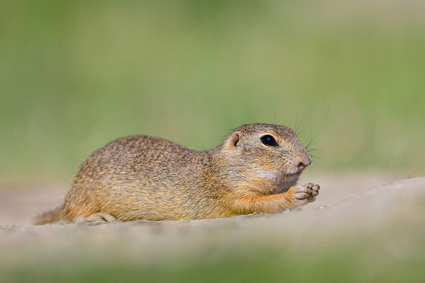 Ziesel