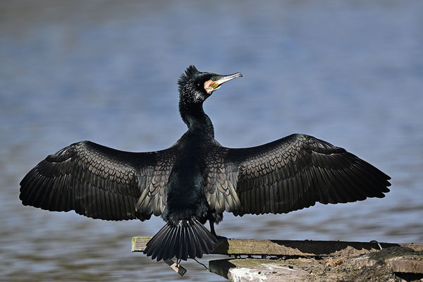 Kormoran
