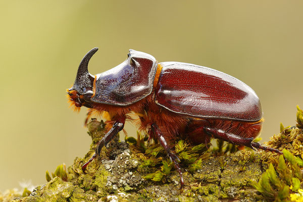Nashornkäfer Männchen