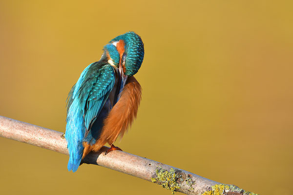Eisvogel