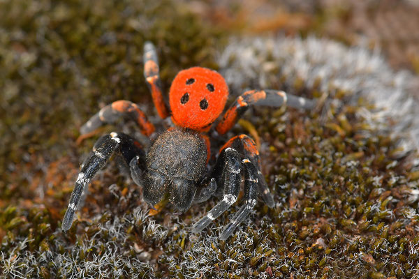 Rote Röhrenspinne, Männchen