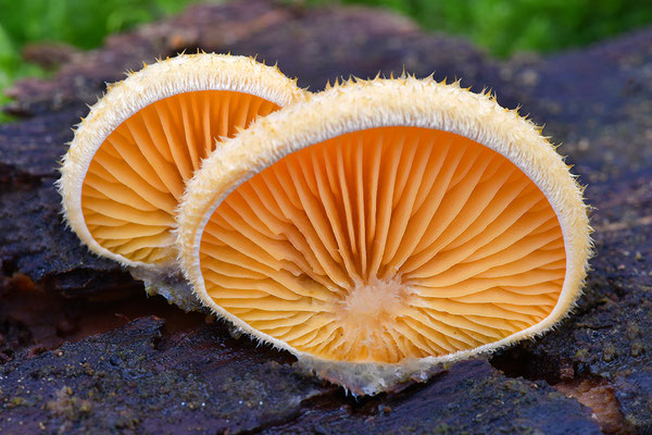 Orangeseitling