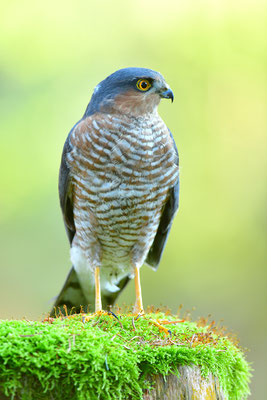 Sperber Männchen