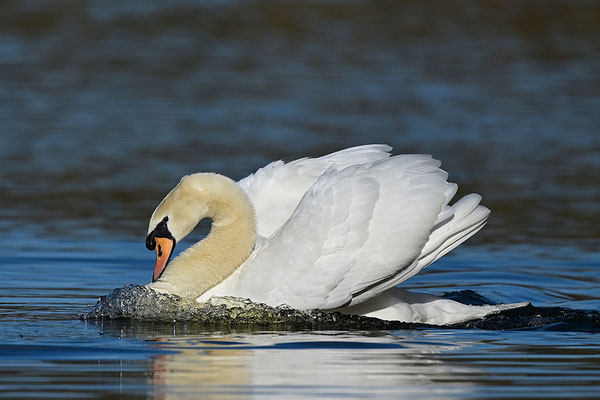 Höckerschwan
