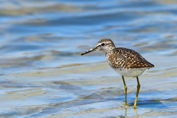 Bruchwasserläufer