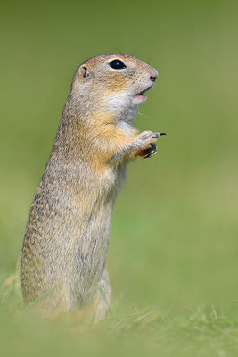 Ziesel