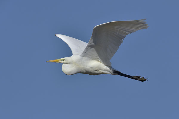 Silberreiher im Flug