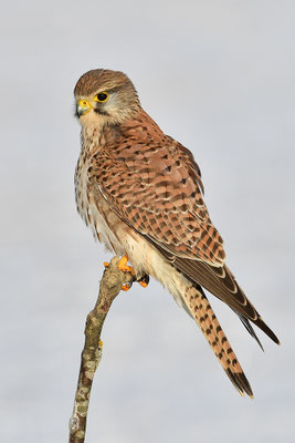 Turmfalke