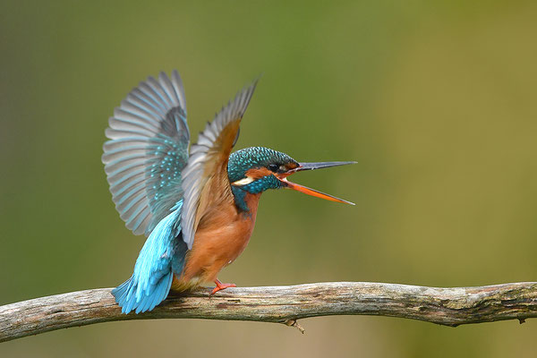 Eisvogel Weibchen