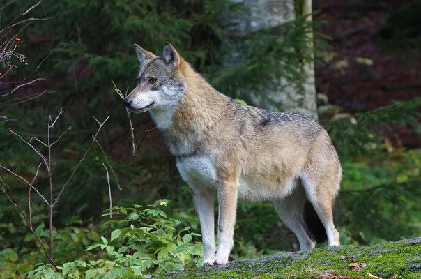 Wolf, Nationalpark Bayrischer Wald Tierfreigelände Neuschönau