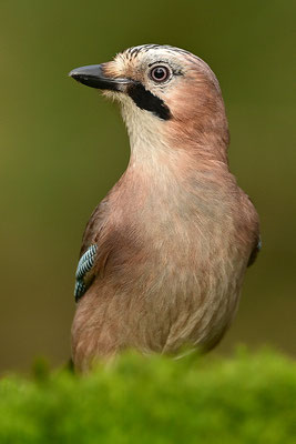 Eichelhäher