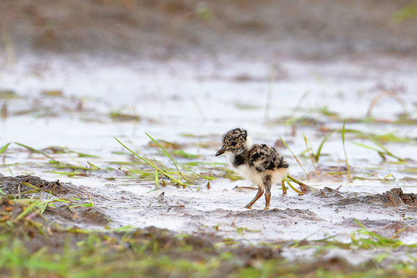 Kiebitz Jungvogel