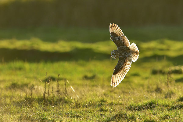 Sumpfohreule im Flug