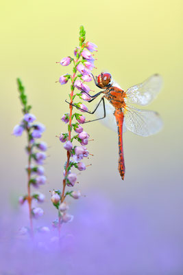 Blutrote Heidelibelle