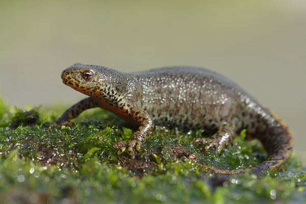 Bergmolch Weibchen