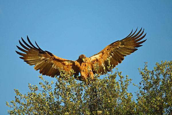 Kaiseradler Jungvogel