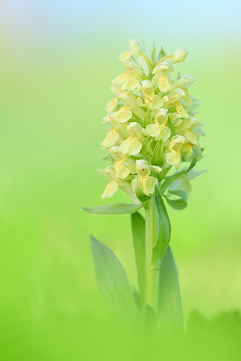 Holunderknabenkraut