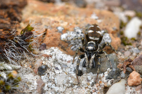 Zebraspringspinne Männchen