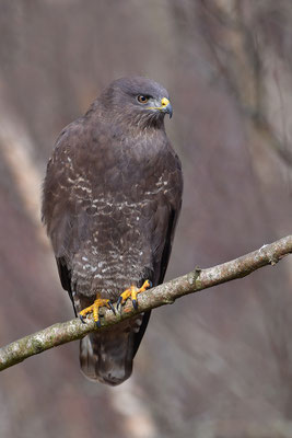 Mäusebussard