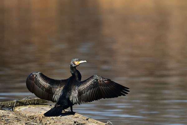 Kormoran