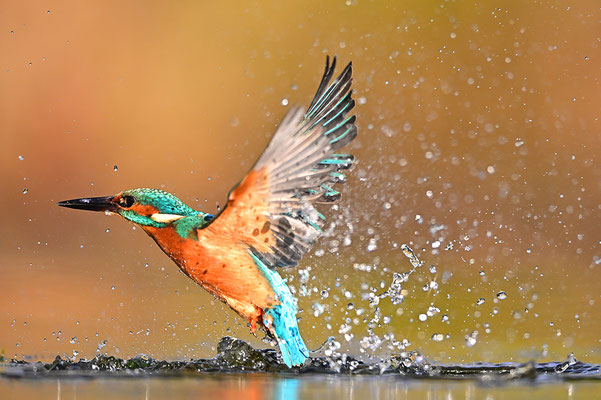 Eisvogel
