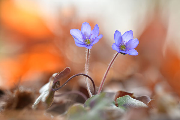 Leberblümchen