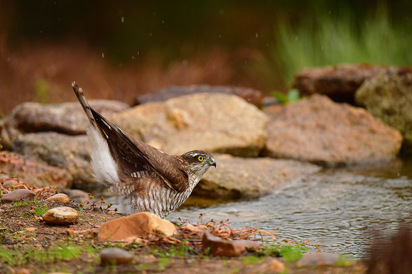 Sperber beim Baden