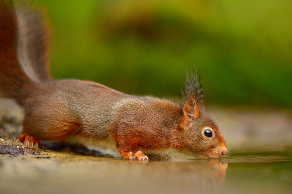Eichhörnchen