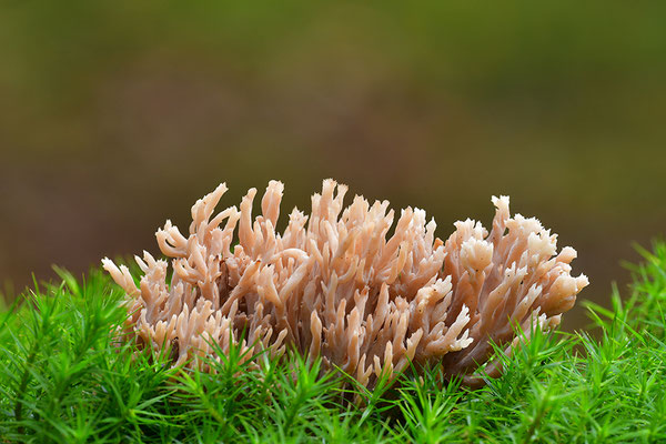 Korallenpilz