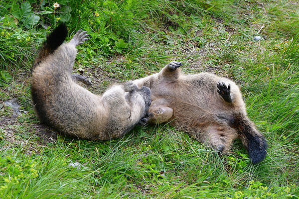 Murmeltiere im Kampf
