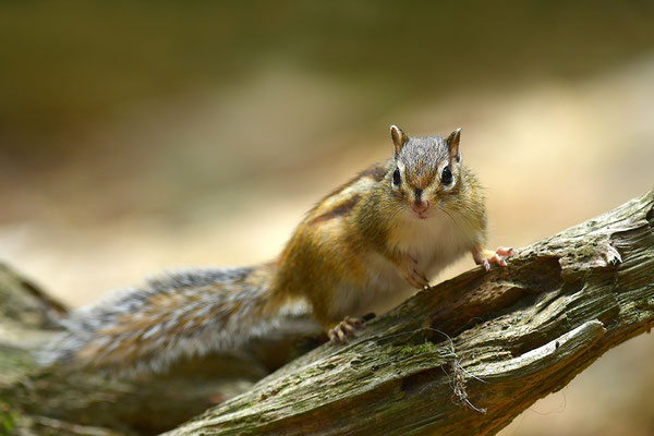 Sibirisches Streifenhörnchen