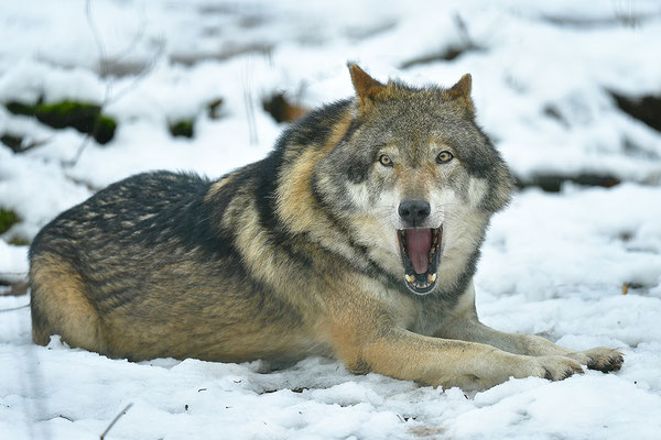 Wolf