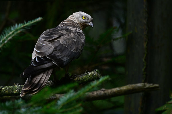 Wespenbussard, Nationalpark Bayrischer Wald Tierfreigelände Neuschönau