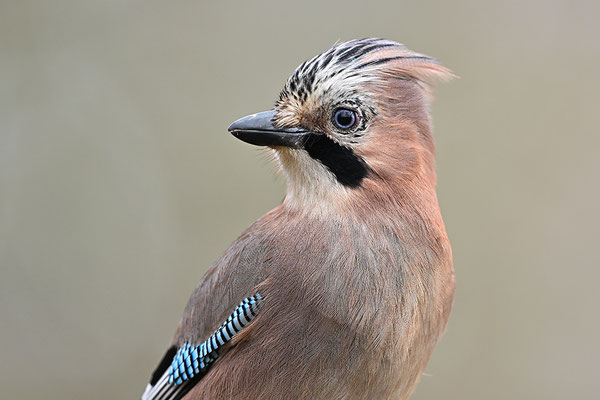 Eichelhäher Halbportrait