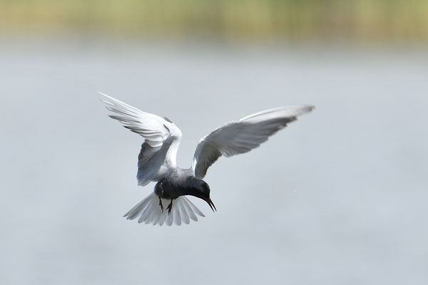 Trauerseeschwalbe im Flug