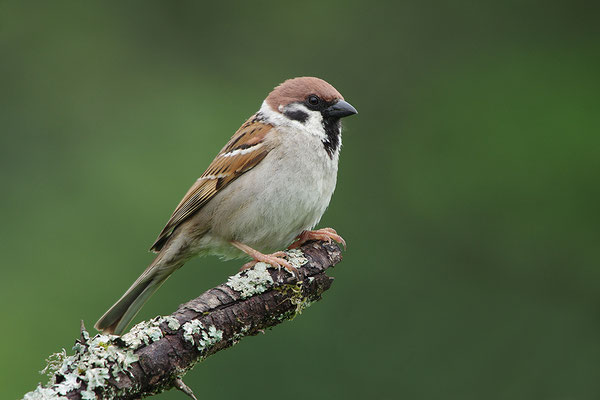 Feldsperling