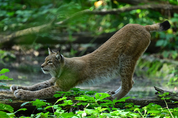 Luchs, Tierpark Gangelt