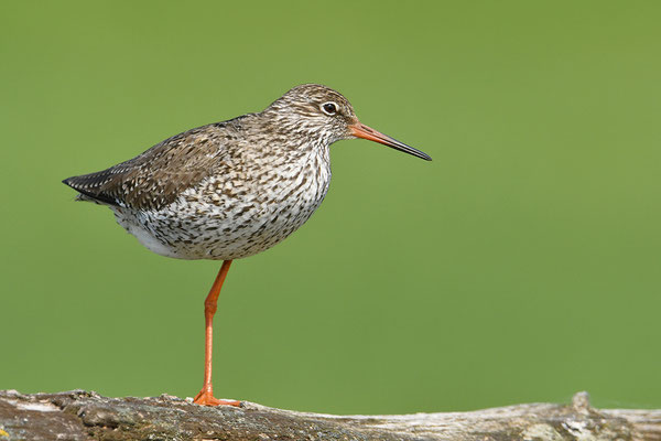 Rotschenkel