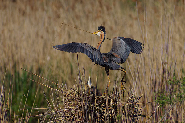 Purpurreiher am Nest