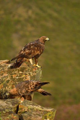 Steinadler