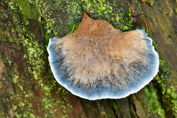 Blauer Saftporling