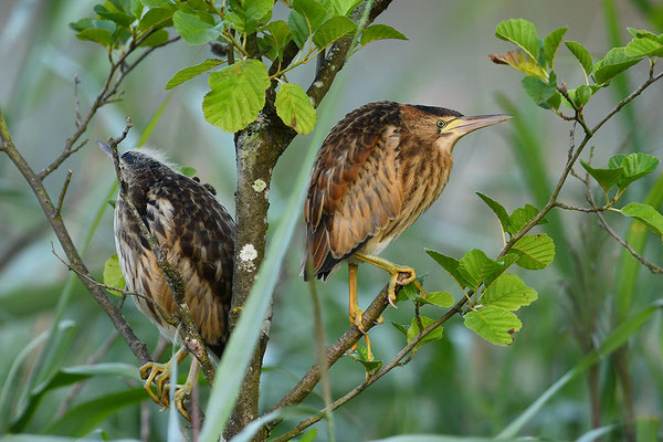 Zwergdommel Jungvögel