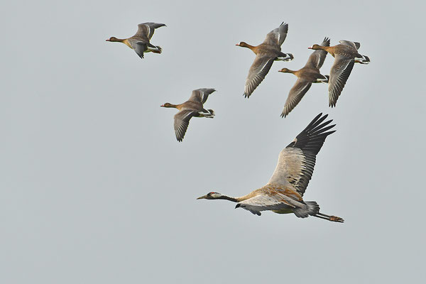 Kranich im Flug mit Blässgänsen