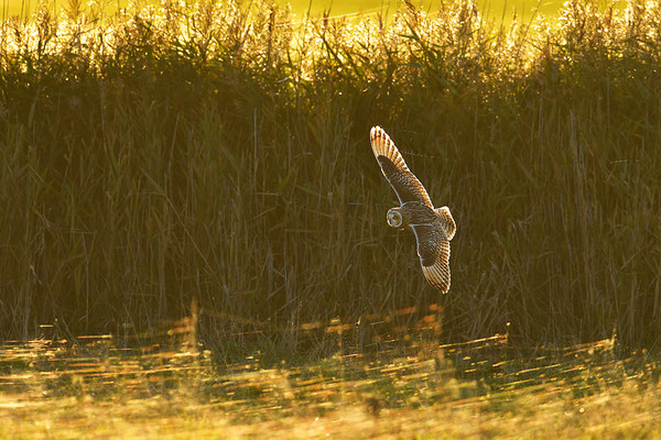 Sumpfohreule im Flug